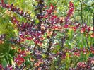 berberis Carmen