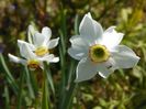 narcissus poeticus