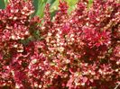 berberis Admiration