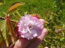prunus Pink Perfection