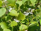 syringa California Rose