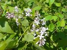 syringa California Rose
