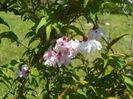 prunus incisa Mikinori