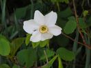 narcissus poeticus