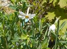 narcissus poeticus