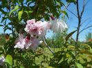 prunus incisa Mikinori