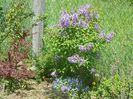 syringa chinensis