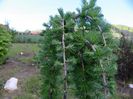 larix decidua pendula