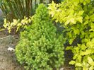 picea Rainbow's End