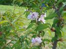 prunus incisa Mikinori