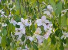 malus Sun Rival