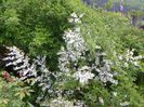 prunus glandulosa Alba Plena