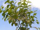 prunus virginiana Schubert