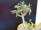 Kalanchoe hb. Elk antlers