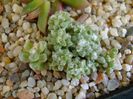 Anacampseros filamentosa ssp. namaquensis