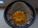 Rebutia arenacea