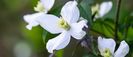 MG_5120-Clematis-montana-Group-Victoria-Welcomev2-87563d6