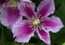 Clematis Piilu -6