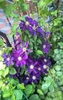 valynedelcu@yahoo.com Clematis 0017