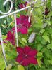 Clematita Westerplatte, la inceputul infloririi