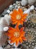 Rebutia flavistyla