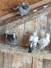 IMG-20190512-WA0010