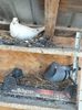IMG-20190512-WA0018