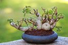 Kitoi: Plectranthus ernestii
