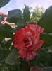 9C51F47C-0399-4FF5-9D8A-FEB3C89DE287