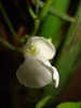 ....SI A FACUT FLOARE:))