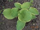 Hosta Carnival