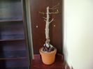 Operculicarya decaryi