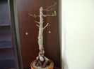 Operculicarya decaryi