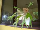 Platycerium bifurcatum