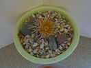 Echinocereus viridiflorus v. davisii