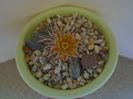 Echinocereus viridiflorus v. davisii