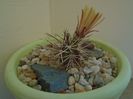 Echinocereus viridiflorus v. davisii