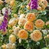 rose-crown-princess-margareta-auswinter