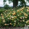 crown-princess-margareta-1