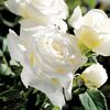 PopeJohnPaulIIHybridTeaRose