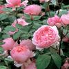 rose-brother-cadfael