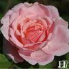 brother-cadfael-2