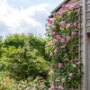 gertrude_jekyll-3_v2_crop