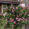 gertrude_jekyll_clg_4