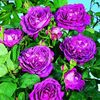rosier-reine-des-violettes