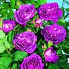 rosier-reine-des-violettes