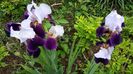 Fragrant