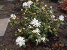 azalea Adonis