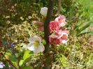 chaenomeles Toyo Nishiki
