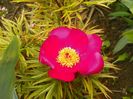 paeonia anomala